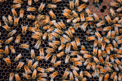 Honey History: A Buzz Through Time