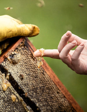 Adee Honey Farms - Photo 4